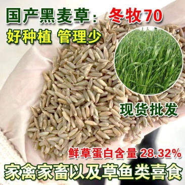 冬牧70黑麦草种子耐寒高产猪牛羊鸡鸭鱼鼠兔畜禽牧草籽四季