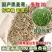 冬牧70黑麦草种子耐寒高产猪牛羊鸡鸭鱼鼠兔畜禽牧草籽四季