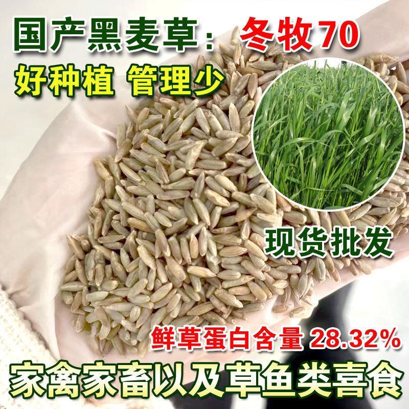 冬牧70黑麦草种子耐寒高产猪牛羊鸡鸭鱼鼠兔畜禽牧草籽四季