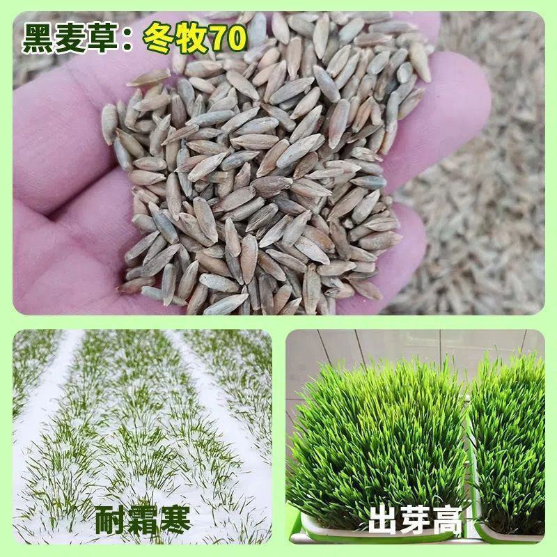 冬牧70黑麦草种子耐寒高产猪牛羊鸡鸭鱼鼠兔畜禽牧草籽四季