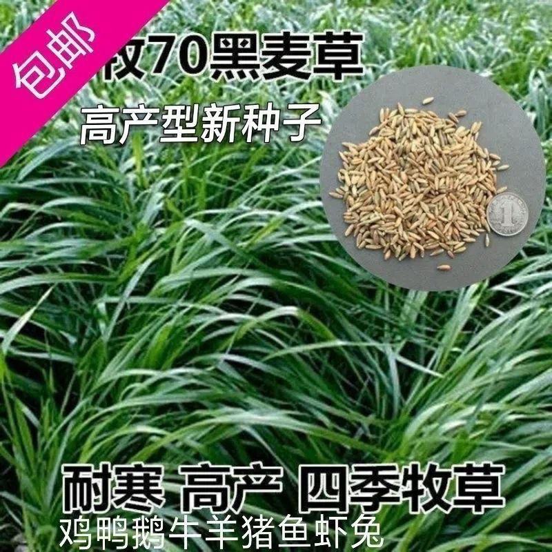 冬牧70黑麦草种子耐寒高产猪牛羊鸡鸭鱼鼠兔畜禽牧草籽四季