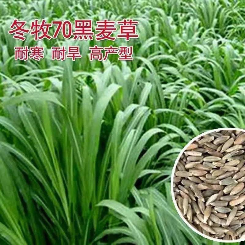 冬牧70黑麦草种子耐寒高产猪牛羊鸡鸭鱼鼠兔畜禽牧草籽四季