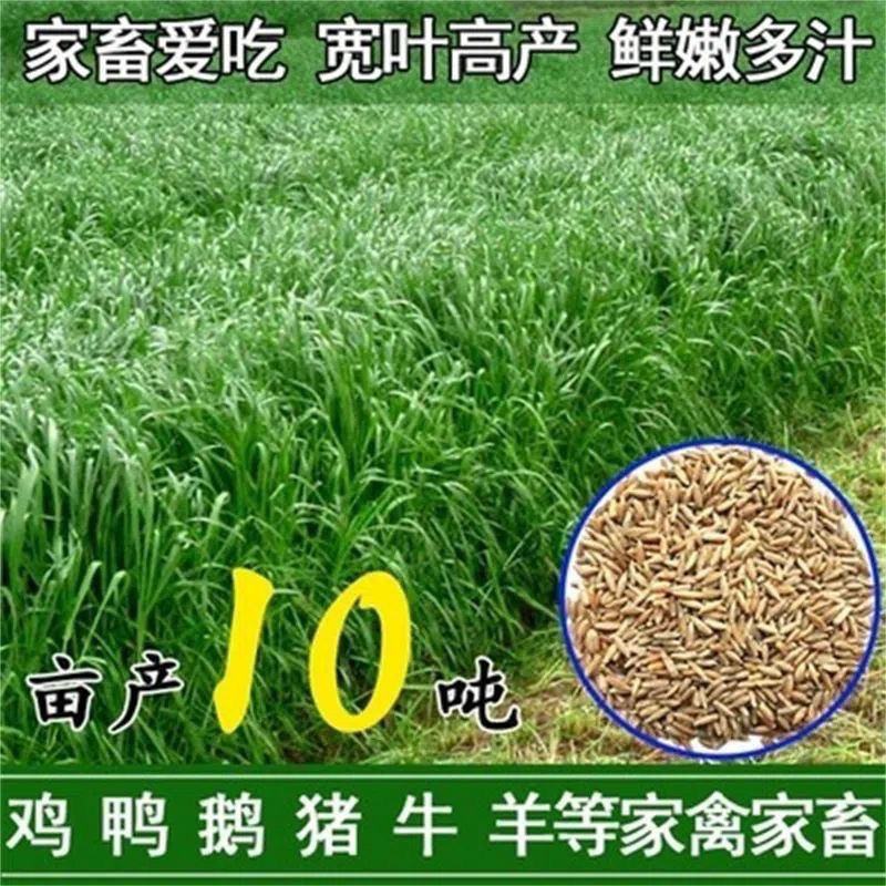 冬牧70黑麦草种子耐寒高产猪牛羊鸡鸭鱼鼠兔畜禽牧草籽四季