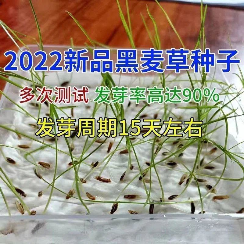 冬牧70黑麦草种子耐寒高产猪牛羊鸡鸭鱼鼠兔畜禽牧草籽四季