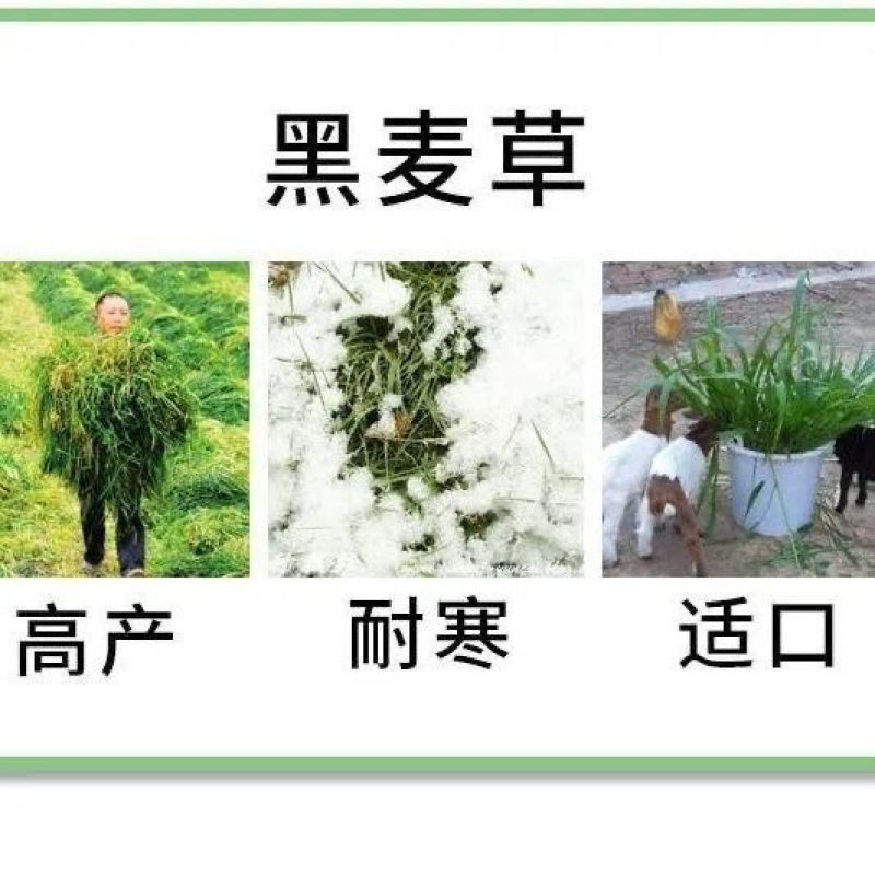 冬牧70黑麦草种子耐寒高产猪牛羊鸡鸭鱼鼠兔畜禽牧草籽四季