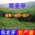 冬牧70黑麦草种子耐寒高产猪牛羊鸡鸭鱼鼠兔畜禽牧草籽四季