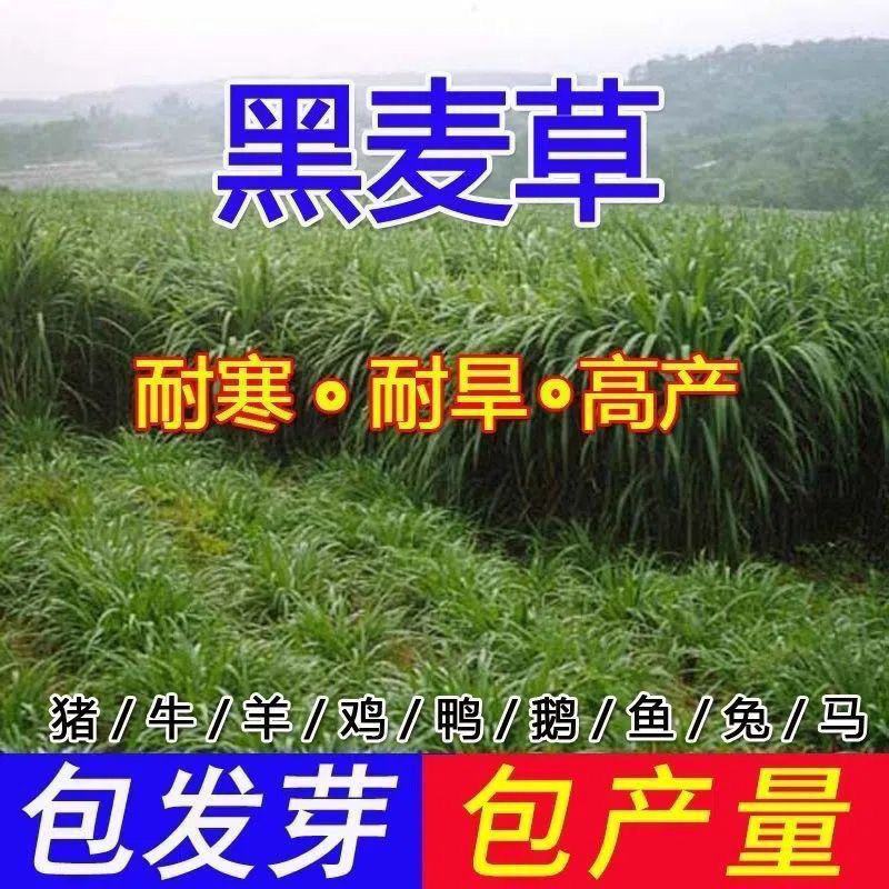 冬牧70黑麦草种子耐寒高产猪牛羊鸡鸭鱼鼠兔畜禽牧草籽四季