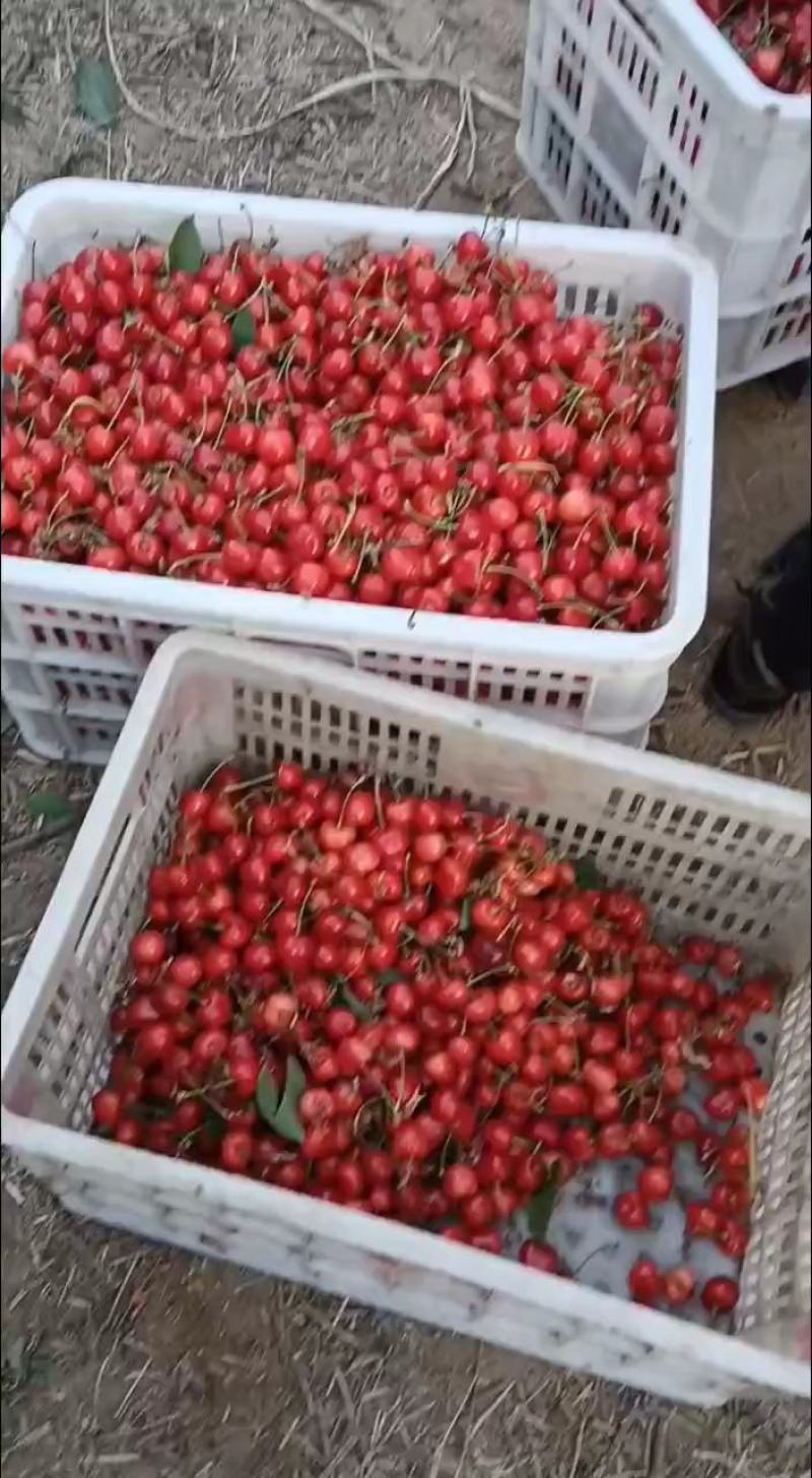 冠县萨美托樱桃，红灯，美早，布鲁克斯，黄蜜等樱桃大量上市