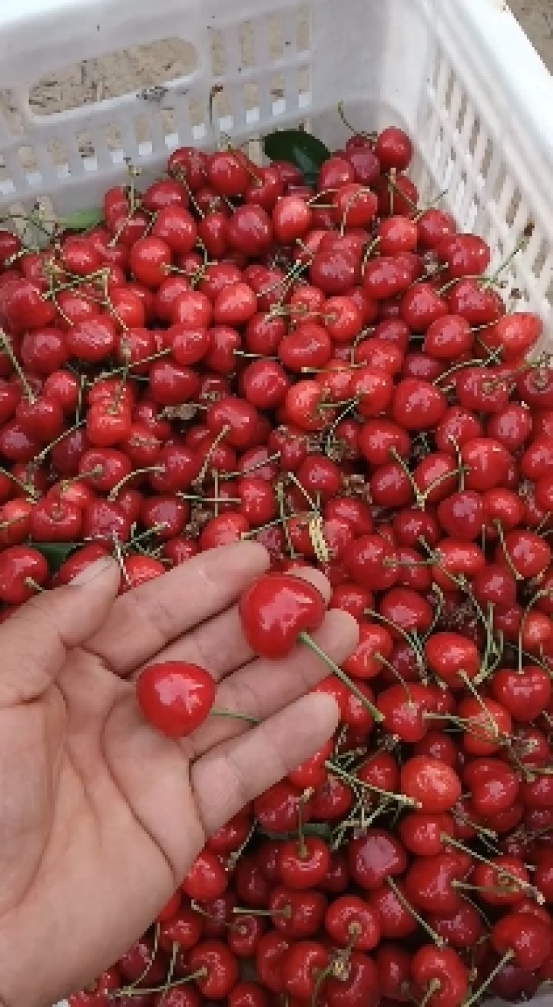 冠县萨美托樱桃，红灯，美早，布鲁克斯，黄蜜等樱桃大量上市