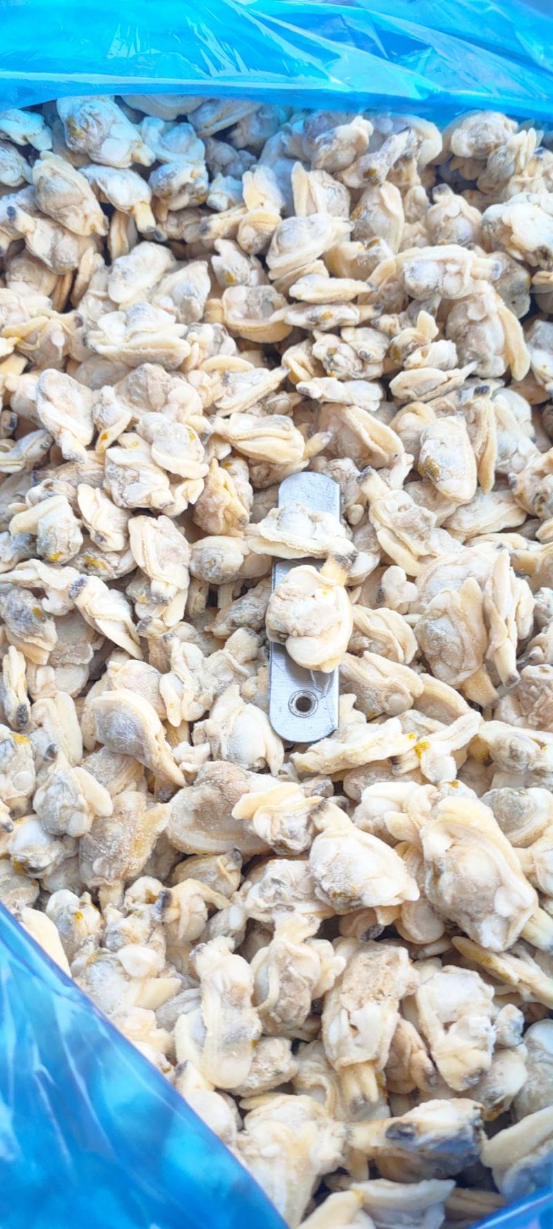 花蛤肉蛤蜊肉无壳无沙新鲜花甲