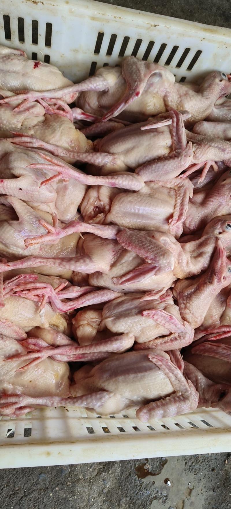 乳鸽白条鸽老鸽子鸽肉工厂发货保证质量常年供应