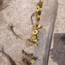 黄芩