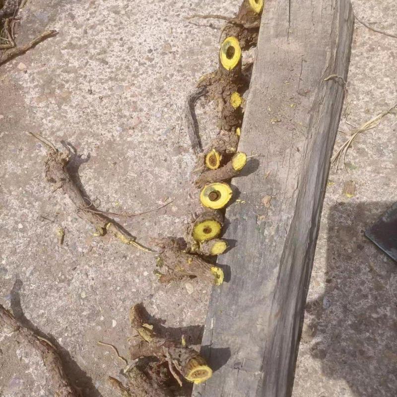 黄芩