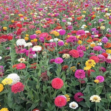 混色百日草种子百日菊花种子四季开花室外庭院阳台盆栽景观花