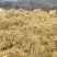 牛奶根