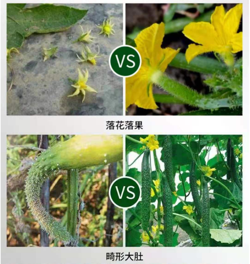 果力丰拉长拉直增绿素黄瓜苦瓜西葫芦茄子辣椒膨大冲施肥