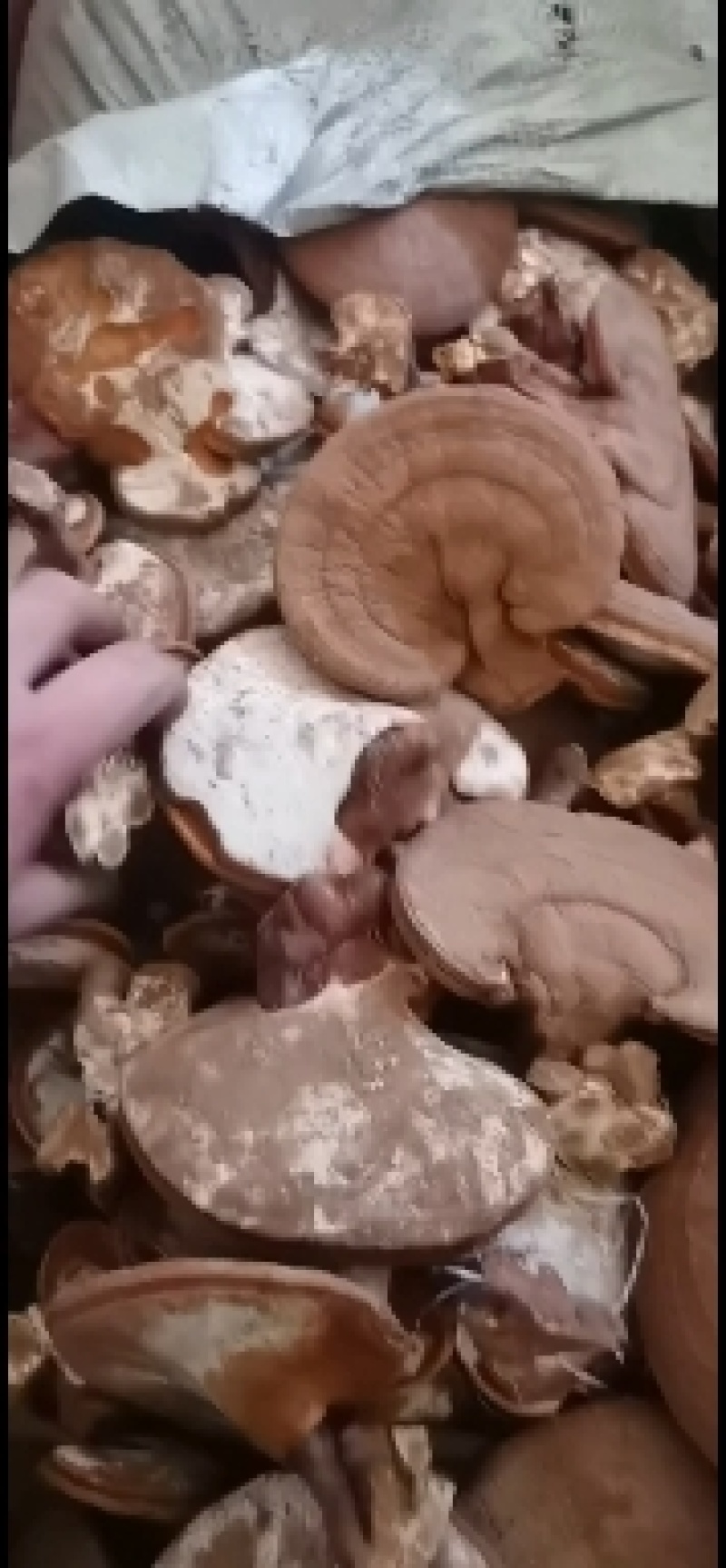 精品赤灵芝，灵芝基地种植直发。精品赤灵芝。质优价廉。
