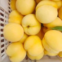 黄金香黄金香黄桃。。山东精品之地黄桃数量巨大。品种多！