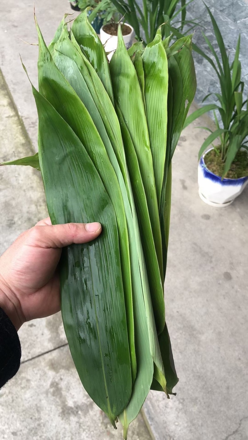 粽叶，精品粽叶，8公分以上宽，长35以上