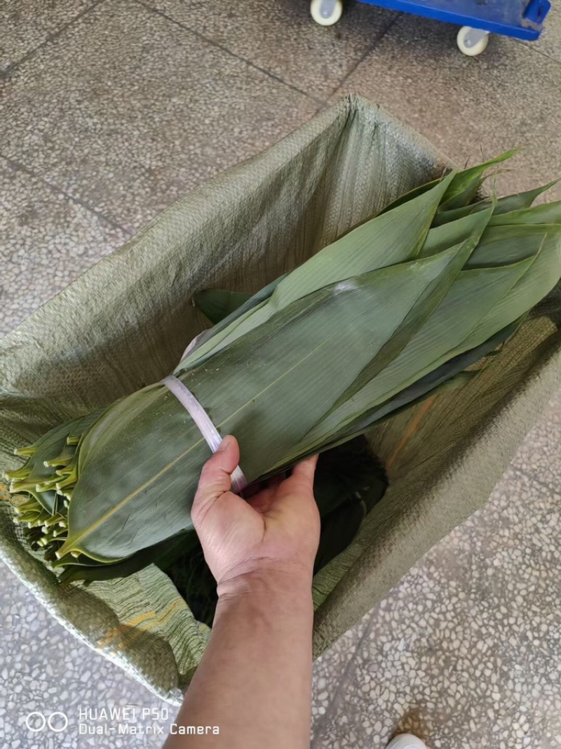 粽叶，精品粽叶，8公分以上宽，长35以上