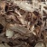 当归农家黑土地自产无硫无污染种植清洗切片非野生当归