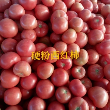 优质硬粉西红柿，今日价格一斤1.1元，货源充足