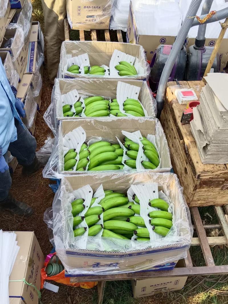 香蕉产地批发巴西蕉一手货源可视频看货基地供货稳定