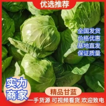 薄叶绿甘蓝，包菜，基地大量上市供应中，大棚