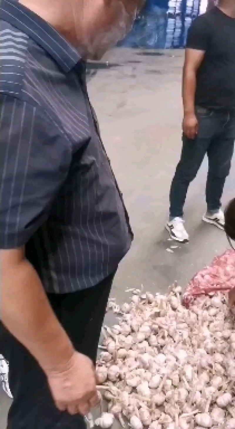 金乡县红皮大蒜新蒜开始上市，入库，发巿场F开始了