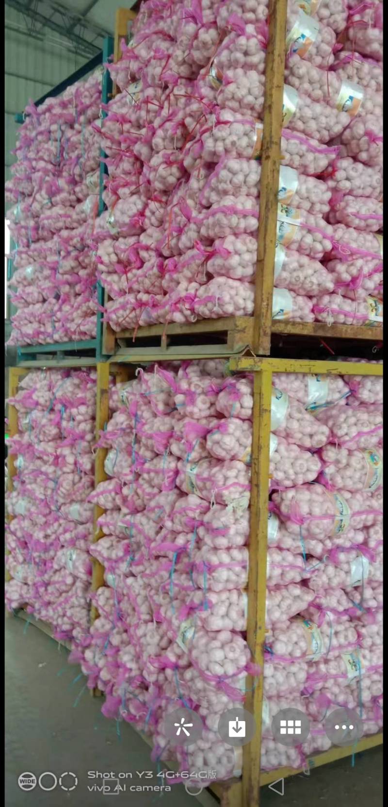 金乡县红皮大蒜新蒜开始上市，入库，发巿场F开始了