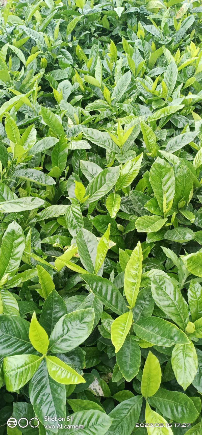 大叶栀子花工程苗基地直发量大从优欢迎来电咨询