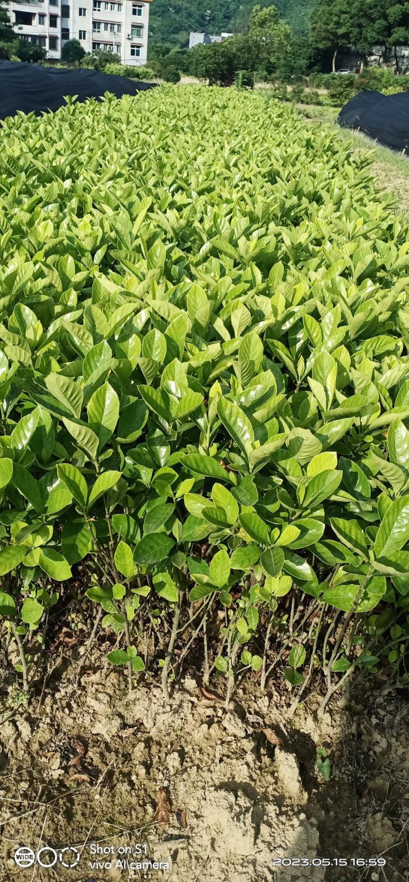 大叶栀子花工程苗基地直发量大从优欢迎来电咨询