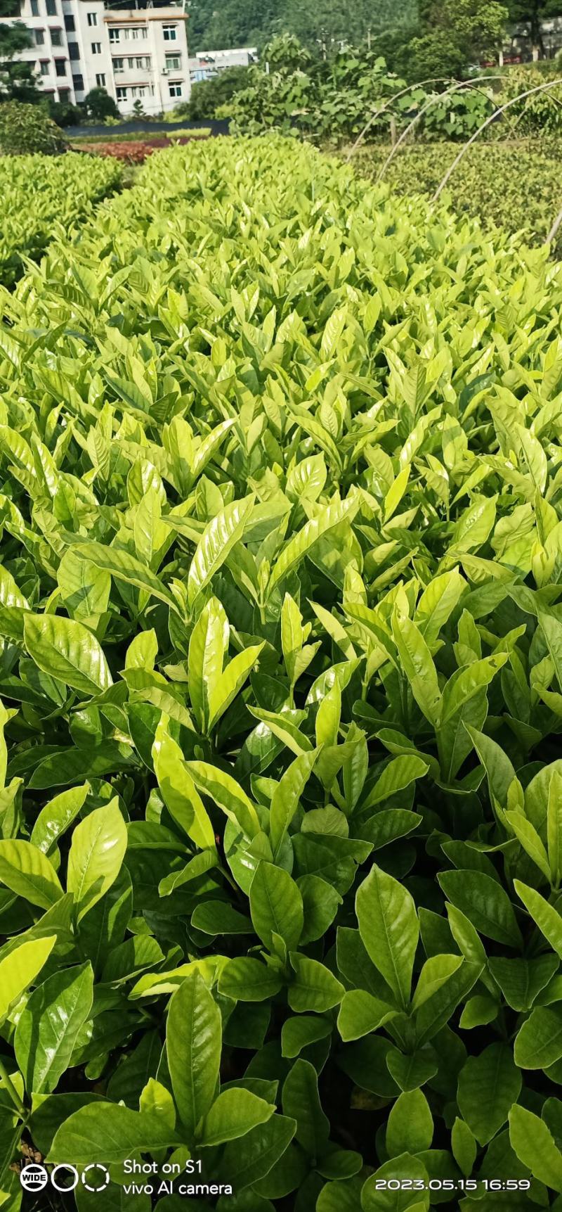 大叶栀子花工程苗基地直发量大从优欢迎来电咨询