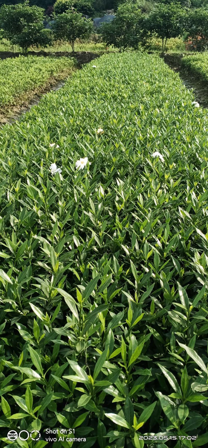 小叶桅子，开花正当时，叶片秀丽，还有花香，欢迎下单选购