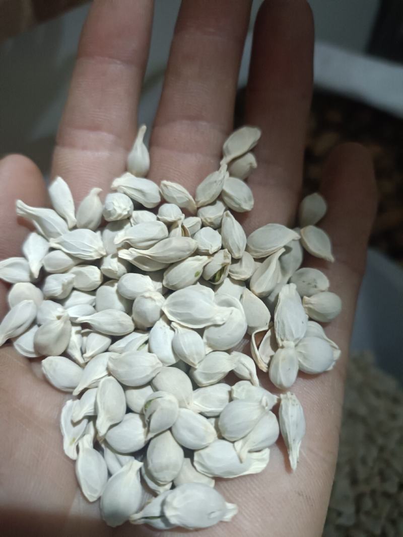 桔核，无硫新货，货干无杂，子粒包满，支持在线下单