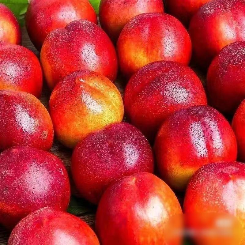 湖北黄心油桃中油桃大量上市，货源充足品种齐全价格合理