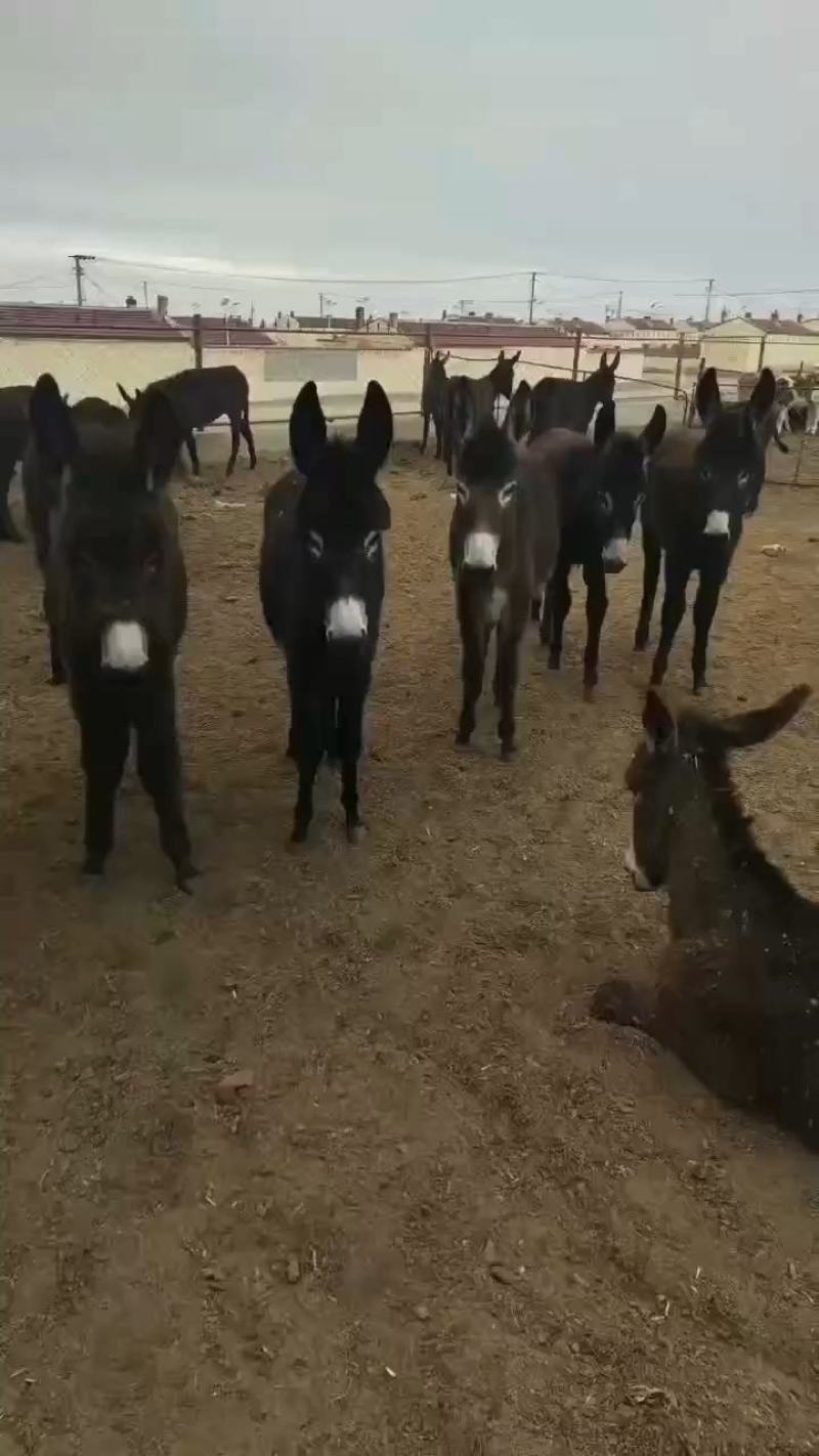 毛驴