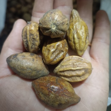 诃子，产地江西，中药材批发，足斤足量，支持在线下单