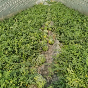 专业种植美都，8424西瓜