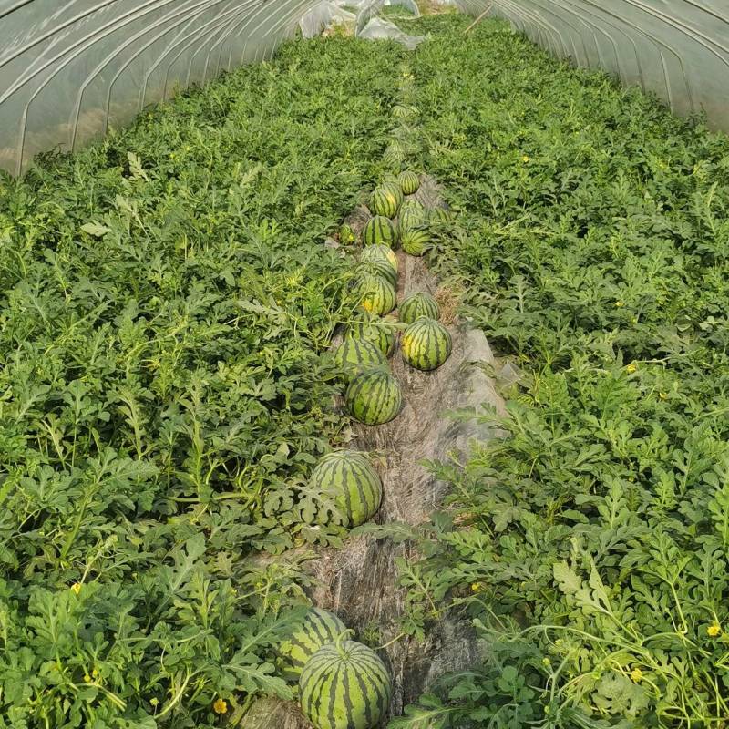 专业种植美都，8424西瓜