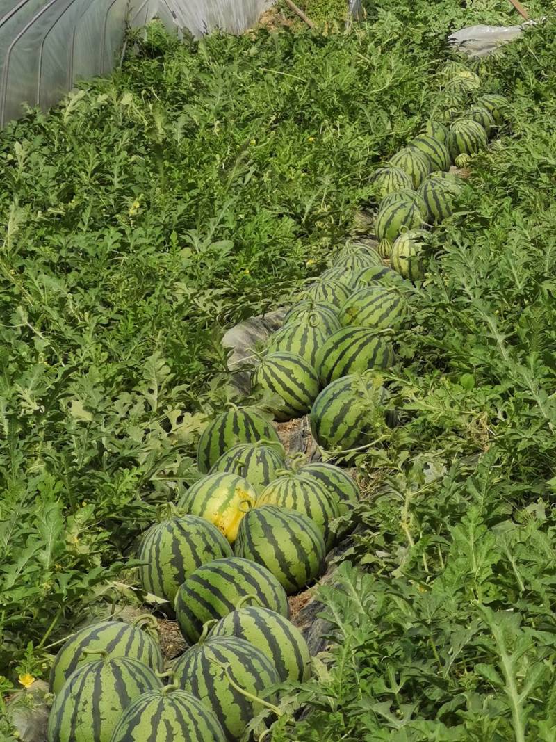 专业种植美都，8424西瓜