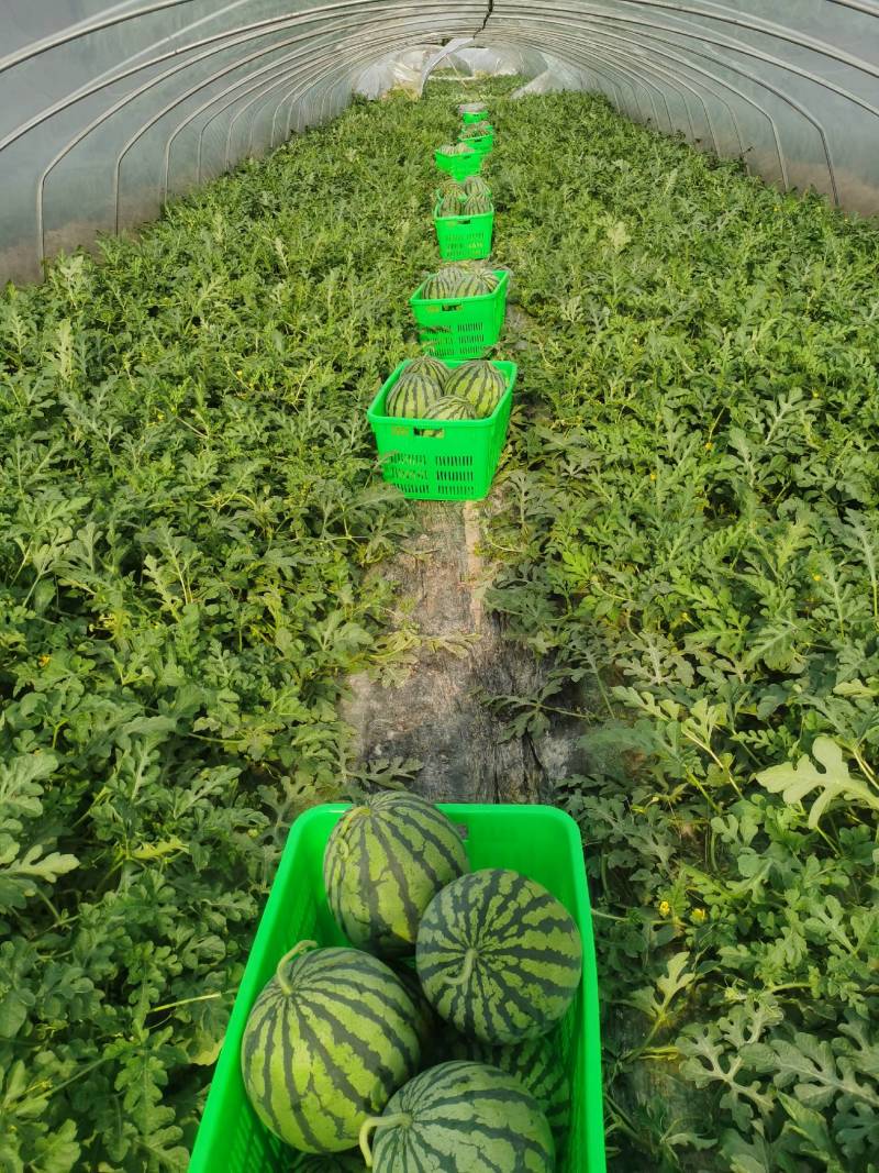 专业种植美都，8424西瓜