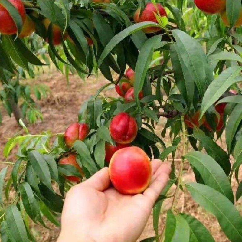 [热卖推荐]曙光油桃各种油桃大量上市对接各大市场商超