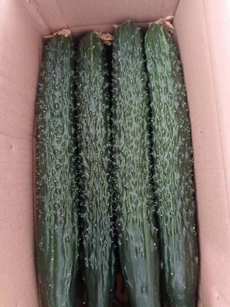精品黄瓜，货量充足，品质保证，质优价廉，欢迎来电