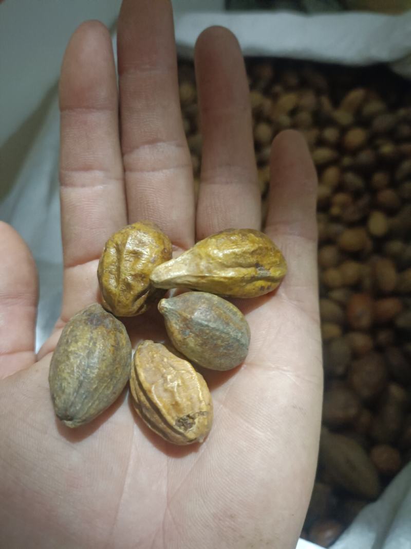 诃子，产地江西，中药材批发，足斤足量，支持在线下单