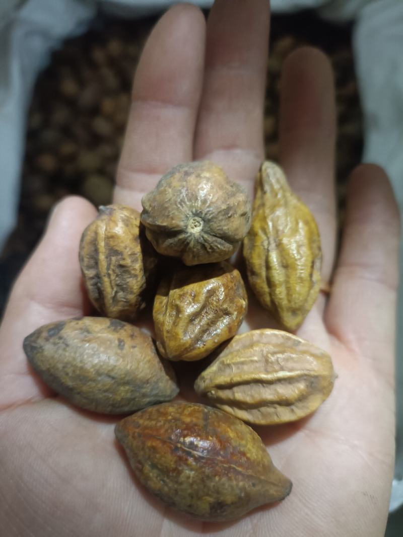 诃子，产地江西，中药材批发，足斤足量，支持在线下单