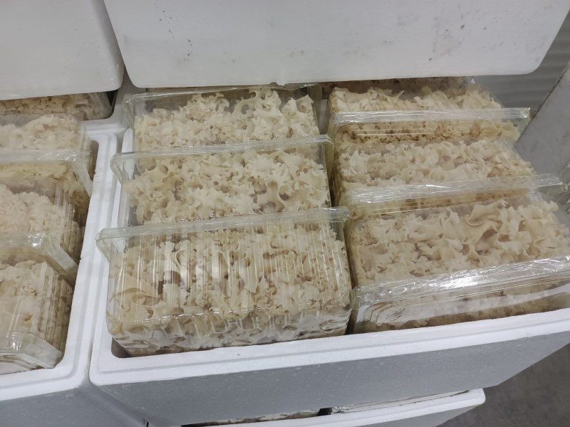绣球菌现货厂家直销