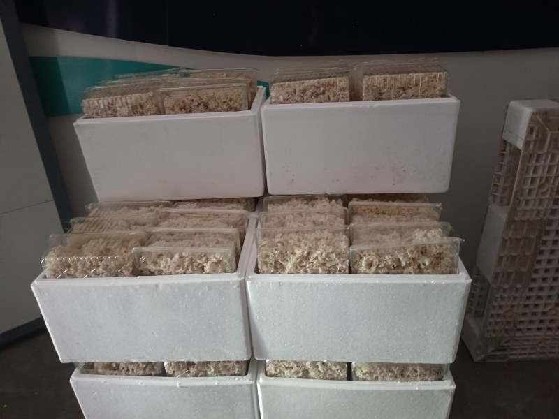 绣球菌现货厂家直销