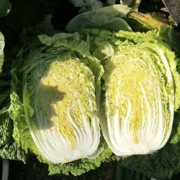 白菜产地直发常年供货