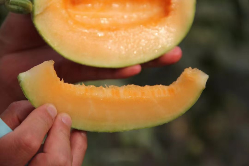 山东潍坊西州蜜瓜上市中产地一手货源品质保证口感脆甜